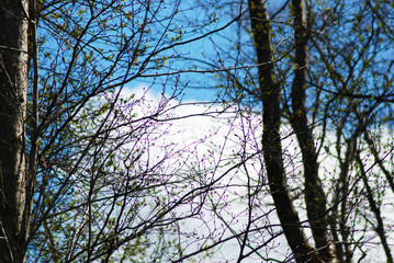 Spring landscape of trees against the sky.
