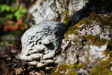 Close-up - In spring, a large tree flu on the trunk of an old tree.