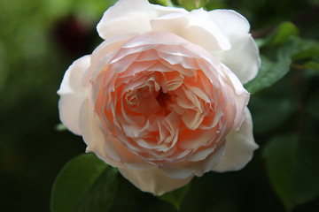 Maggio in giardino: fioritura di rose rampicanti color crema, dettaglio di un fiore