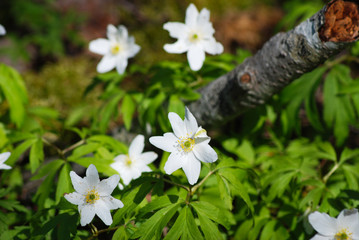 Flower - whiter flower grows in the forest.