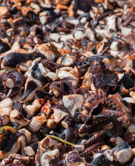 Octopus small chopped bites, street food festival. Seafood festival.