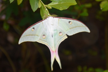 Birds and Butterfly in Sri Lanka 