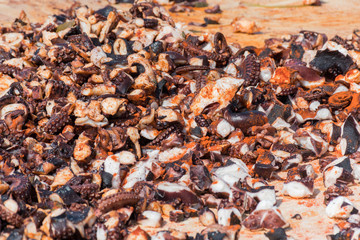 Octopus small chopped bites, street food festival. Seafood festival.