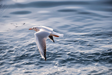 Flying Seagull