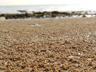 Fototapeta na wymiar Plaża w Tajlandii, kraby