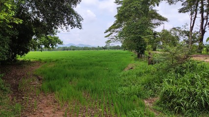 Rice crop