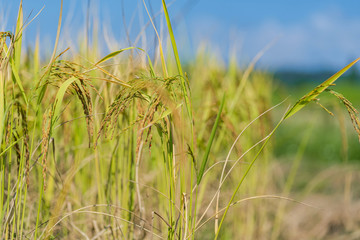 Rice Field in the morning under blue sky