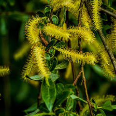 CATKINS