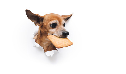 Funny small dog Russian toy terrier holds cookies in his teeth. Torn hole in white paper with copy space. The concept of hunger and theft of food.