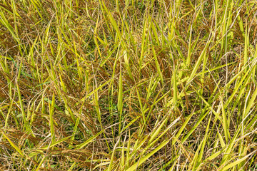 Top view yellow rice field background