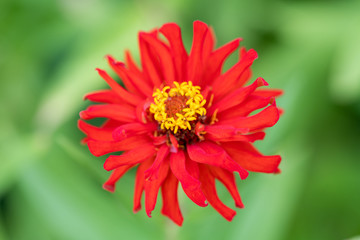 Soft focus on green leaves in the background and close-up of red wildflower flowers