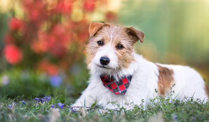 Cute happy small pet dog puppy smiling in the grass with flowers, web banner with copy space. Spring, summer concept.