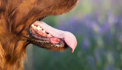 Panting drooling pet dog in a hot summer day, web banner. Tongue and mouth coseup.
