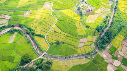 Obraz premium Aerial view of the green and yellow rice field landscape different pattern at morning in the northern thailand