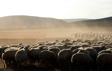 sheep herd in the countryside