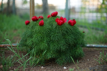Peony flower bush with young red buds grow in the garden