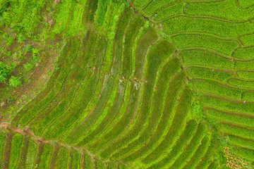 Aerial view of the green terraced rice fields landscape different pattern at morning in the northern thailand