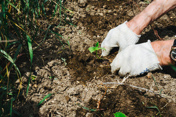 The hands of an elderly man plant a seedling of cucumbers. Earth Day.