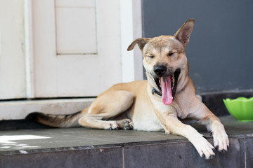 A brown dog, down on the doorstep of the house, yawning