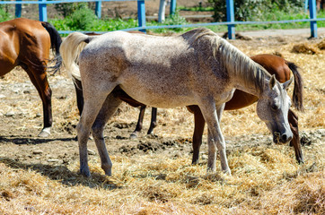 A fat horse grazes in a paddock on a Sunny summer day and eats straw