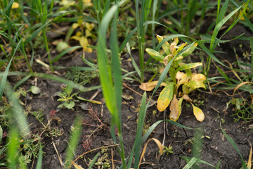 Weed killed by pesticide treatment on winter wheat