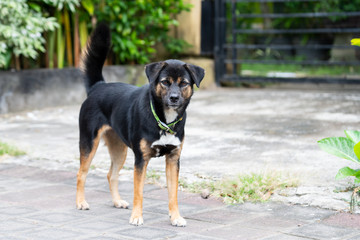 A black dog standing in the street.