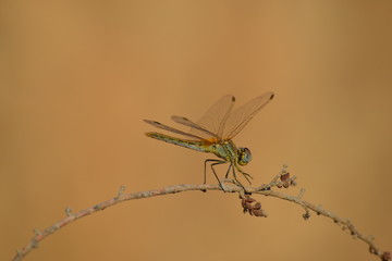Green and orange dragonfly