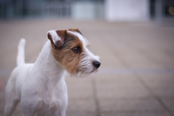 Parson Russell Terrier Head Portrait with Bokeh Background