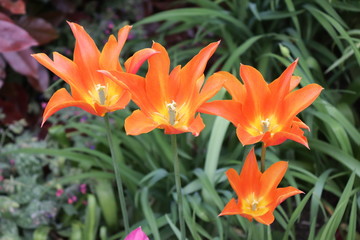 Orange Tulips in Springtime
