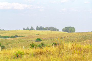 Agricultural fields in the Pampa biome in the State of Rio Grande do Sul in Brazil