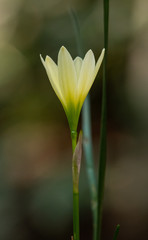 lily of the valley in the garden