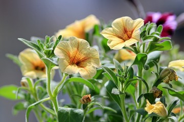 Obraz na płótnie Canvas Yellow petunias in the garden in spring
