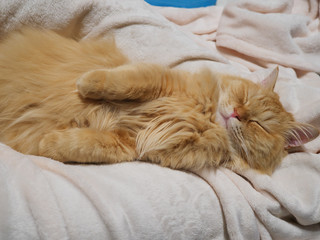 飼い主の足の間で寝る猫（マンチカン）