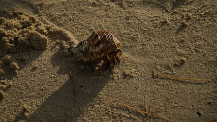 shell on the beach