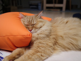 クッションを枕にして寝るネコ（マンチカン）