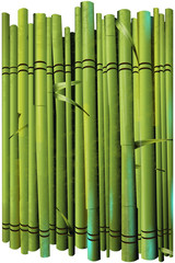 Vector image of green color bamboo with leaves.
