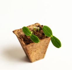 Cucumber seedlings in biodegradable paper pot on white background