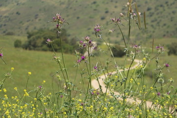 Obraz premium flowers and a road
