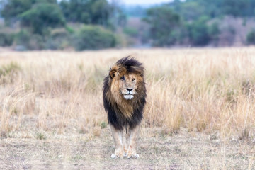 Fototapeta na wymiar Scar the lion staning in the long grass of the Masai mara