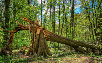 Fototapeta na wymiar gebrochener Baumstamm nach einem Unwetter