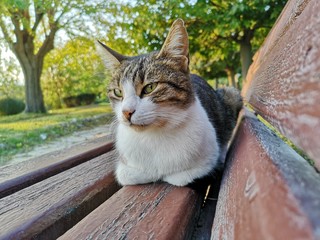 cat lying on the bench, resting