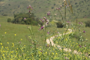 flowers and a road