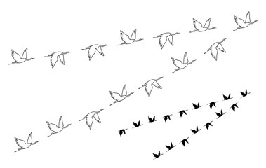 Flock of crane birds. Vector silhouette image.