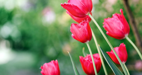 Beautiful pink pastels of tulips close-up macro shot