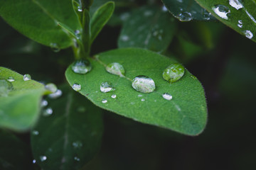 Drops on the leaves of the plant after rain