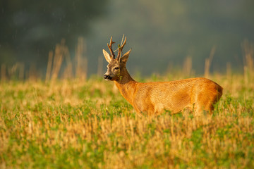 Dominant roe deer, capreolus capreolus, buck observing its territory with grass on antlers in summer. Impressive wild animal on agricultural stubble field in countryside.