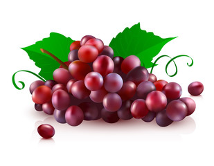 Vector illustration of red grapes. Realistic vector red bunch of grapes isolated on a white background.