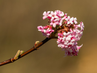 pink blossoms of Culver's root or Fragrant Viburnum (Viburnum farreri)