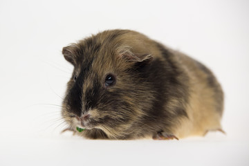 Fototapeta premium Short-haired guinea pig is eating isolated on a white background in studio. Close up