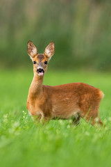Cheeky roe deer, capreolus capreolus, fawn shooting out pink tongue on clearing with green grass in summer nature. Playful juvenile doe in horizontal composition with copy space.
